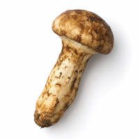 Matsutake