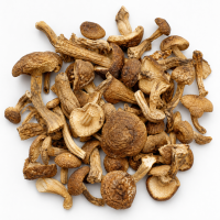 Tea Tree Mushroom
